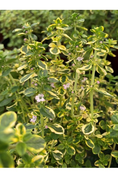Thymus citriodorus Variegata квіти